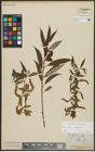 Foto von Salix alba L. x Salix fragilis L.